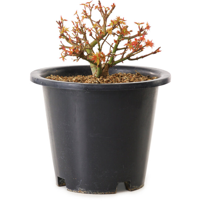 Acer palmatum Kiyohime, 9 cm, ± 8 ans
