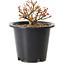 Acer palmatum Kiyohime, 9 cm, ± 8 ans