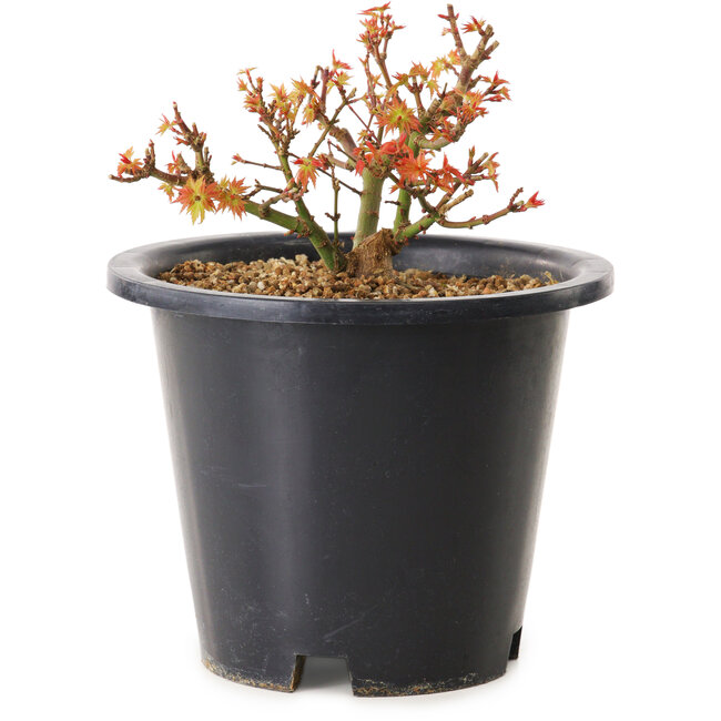 Acer palmatum Kiyohime, 9 cm, ± 8 ans