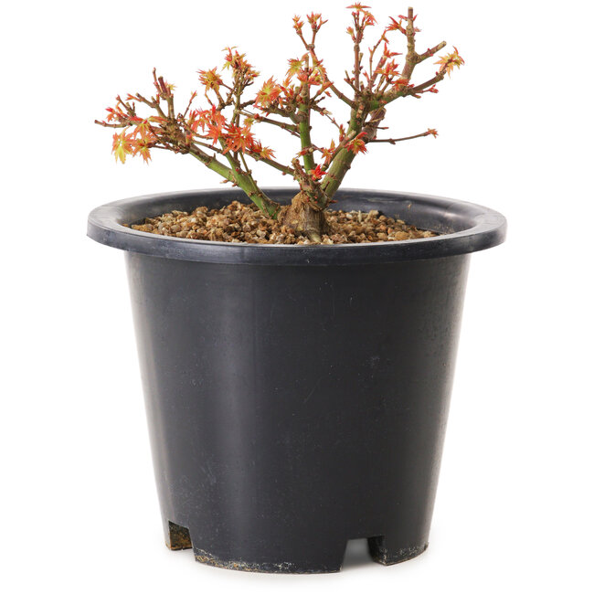 Acer palmatum Kiyohime, 9 cm, ± 8 ans