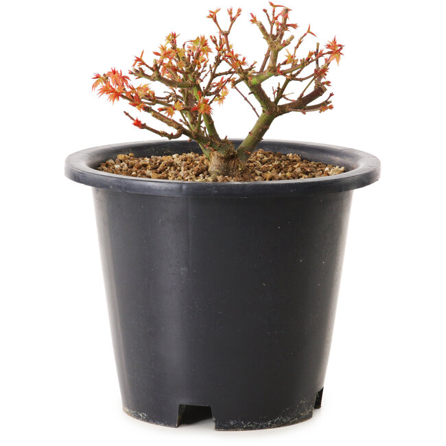 Acer palmatum Kiyohime, 9 cm, ± 8 ans