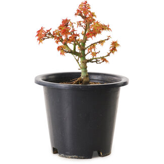 Acer palmatum Kiyohime, 15 cm, ± 8 jaar oud