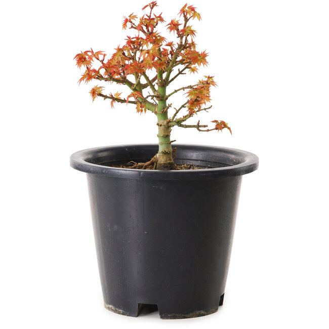 Acer palmatum Kiyohime, 15 cm, ± 8 years old