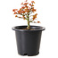 Acer palmatum Kiyohime, 15 cm, ± 8 ans