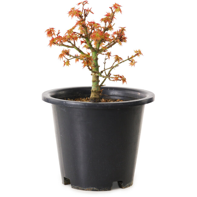 Acer palmatum Kiyohime, 15 cm, ± 8 years old
