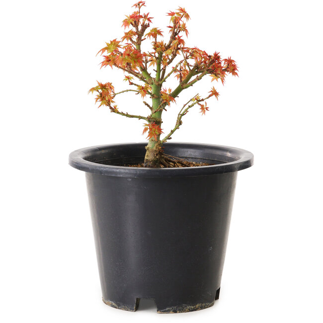 Acer palmatum Kiyohime, 15 cm, ± 8 años