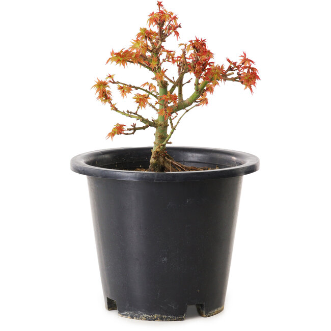 Acer palmatum Kiyohime, 15 cm, ± 8 años