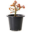 Acer palmatum Kiyohime, 15 cm, ± 8 ans