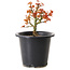Acer palmatum Kiyohime, 15 cm, ± 8 jaar oud