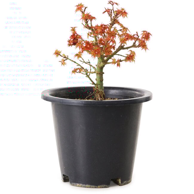 Acer palmatum Kiyohime, 15 cm, ± 8 años