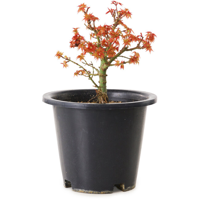 Acer palmatum Kiyohime, 15 cm, ± 8 jaar oud