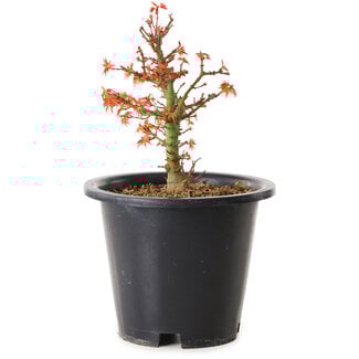 Acer palmatum Kiyohime, 15 cm, ± 8 ans