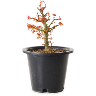 Acer palmatum Kiyohime, 15 cm, ± 8 jaar oud