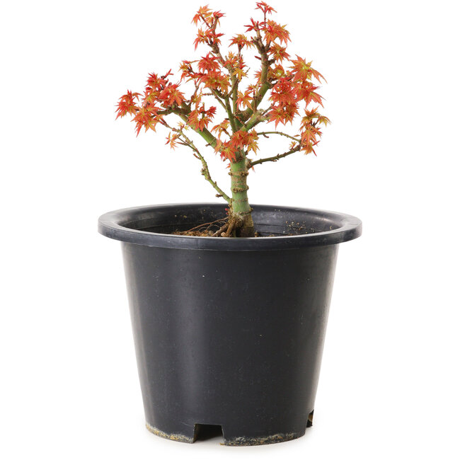 Acer palmatum Kiyohime, 15 cm, ± 8 años