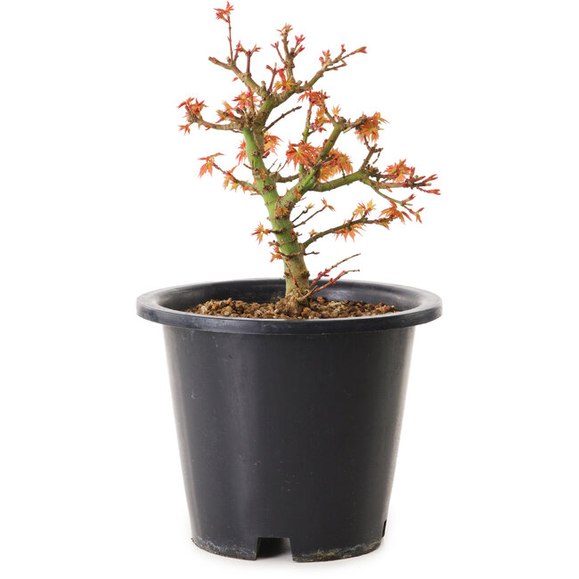 Acer palmatum Kiyohime, 15 cm, ± 8 Jahre alt