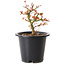 Acer palmatum Kiyohime, 15 cm, ± 8 Jahre alt