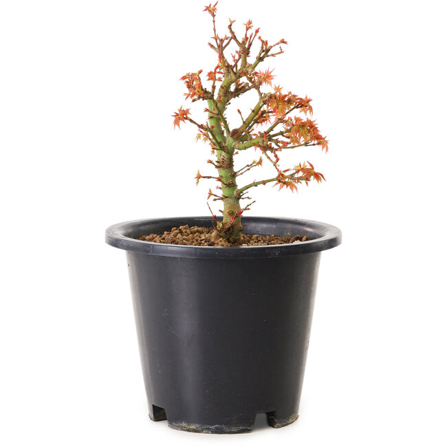 Acer palmatum Kiyohime, 15 cm, ± 8 ans