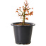 Acer palmatum Kiyohime, 15 cm, ± 8 anni
