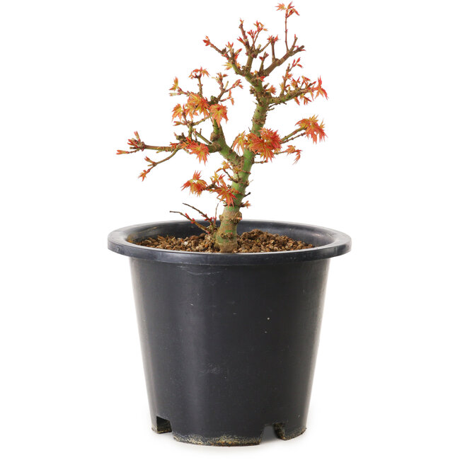 Acer palmatum Kiyohime, 15 cm, ± 8 jaar oud