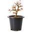 Acer palmatum Kiyohime, 15 cm, ± 8 jaar oud