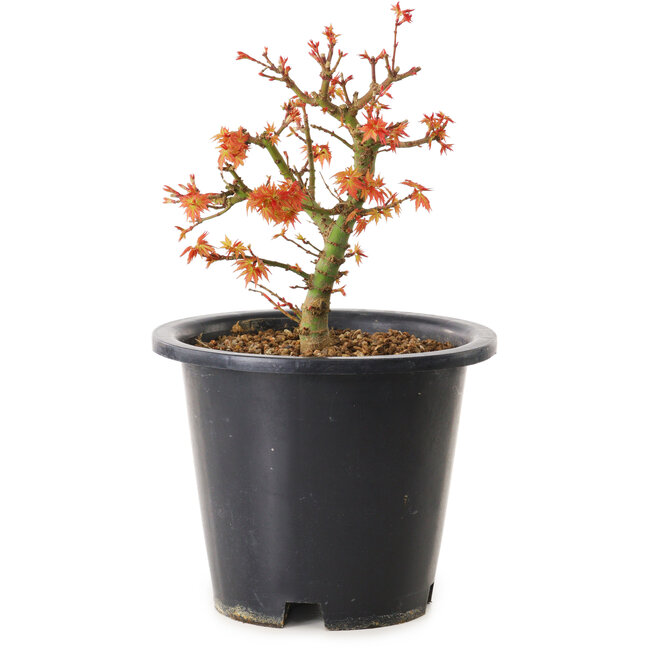 Acer palmatum Kiyohime, 15 cm, ± 8 Jahre alt