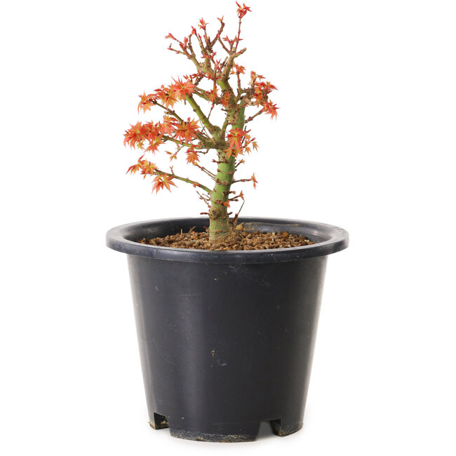 Acer palmatum Kiyohime, 15 cm, ± 8 years old