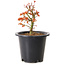 Acer palmatum Kiyohime, 15 cm, ± 8 years old