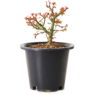 Acer palmatum Kiyohime, 15 cm, ± 8 Jahre alt