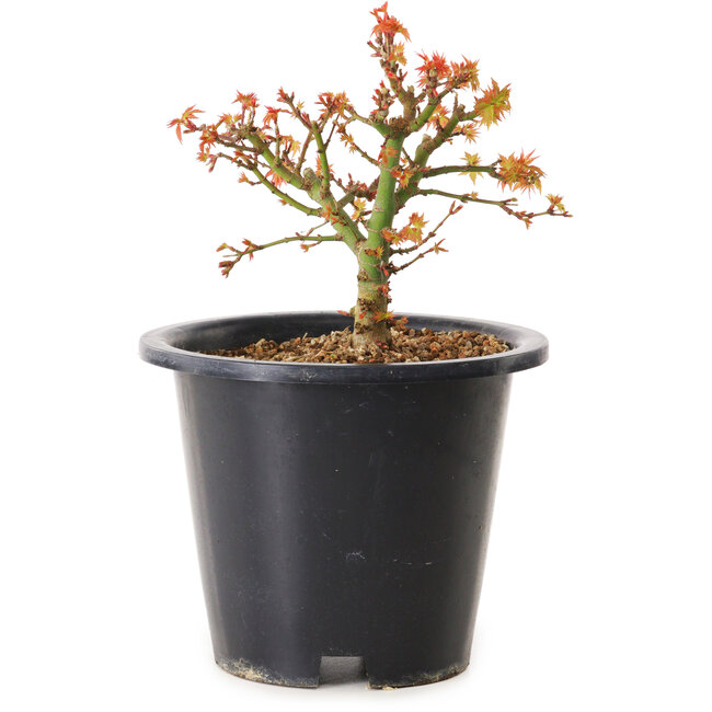 Acer palmatum Kiyohime, 15 cm, ± 8 jaar oud