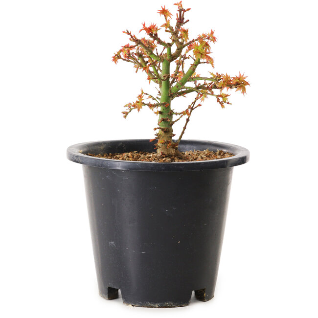 Acer palmatum Kiyohime, 15 cm, ± 8 years old