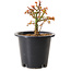 Acer palmatum Kiyohime, 15 cm, ± 8 years old