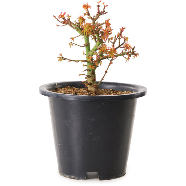 Acer palmatum Kiyohime, 15 cm, ± 8 anni