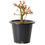 Acer palmatum Kiyohime, 15 cm, ± 8 ans