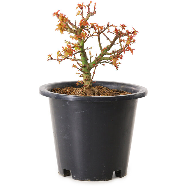 Acer palmatum Kiyohime, 15 cm, ± 8 Jahre alt