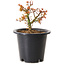 Acer palmatum Kiyohime, 15 cm, ± 8 Jahre alt