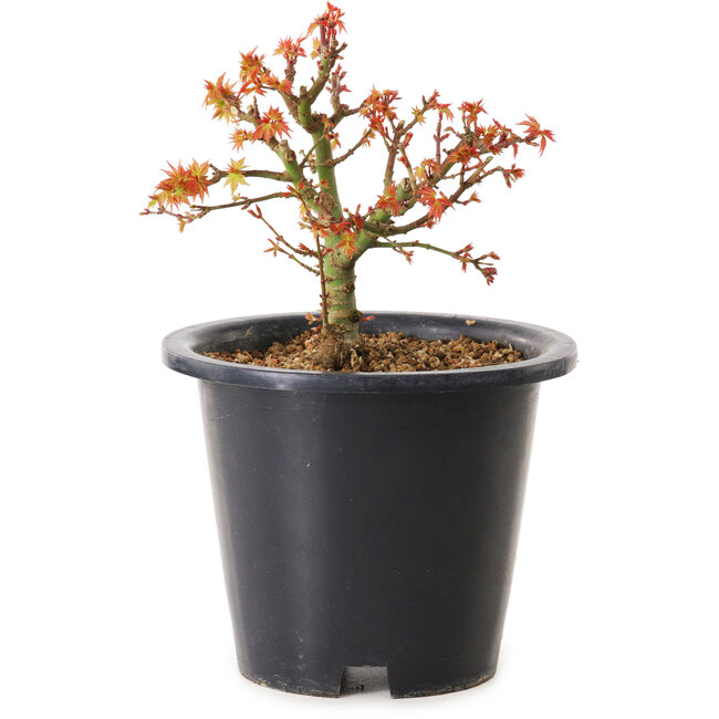 Acer palmatum Kiyohime, 15 cm, ± 8 anni