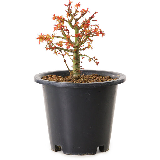 Acer palmatum Kiyohime, 15 cm, ± 8 años