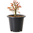 Acer palmatum Kiyohime, 15 cm, ± 8 years old