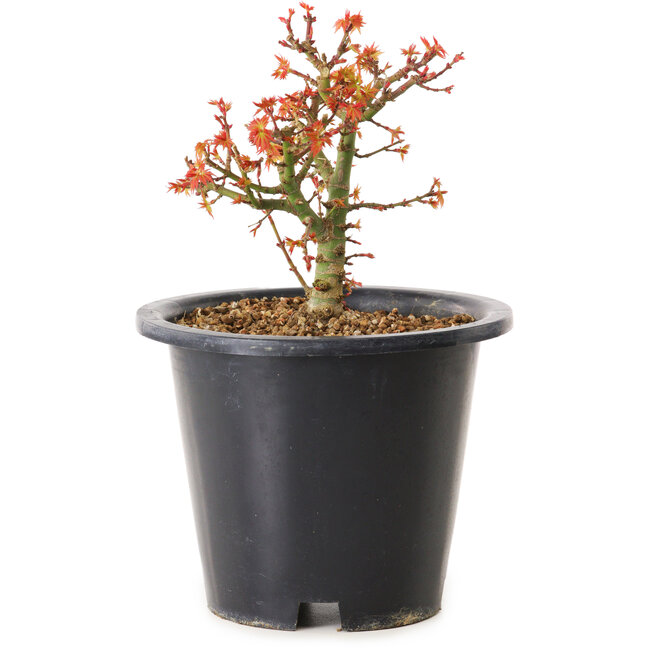 Acer palmatum Kiyohime, 15 cm, ± 8 ans