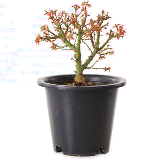 Acer palmatum Kiyohime, 15 cm, ± 8 ans
