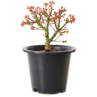 Acer palmatum Kiyohime, 15 cm, ± 8 years old