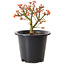 Acer palmatum Kiyohime, 15 cm, ± 8 years old
