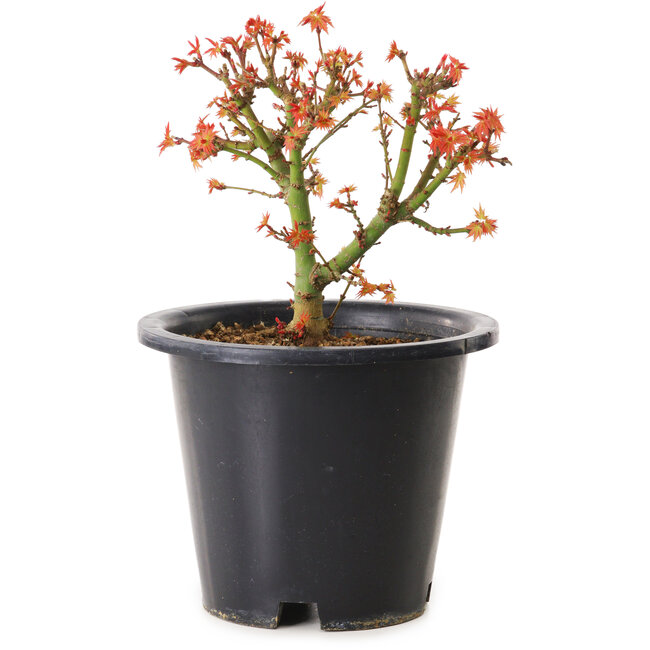 Acer palmatum Kiyohime, 15 cm, ± 8 años
