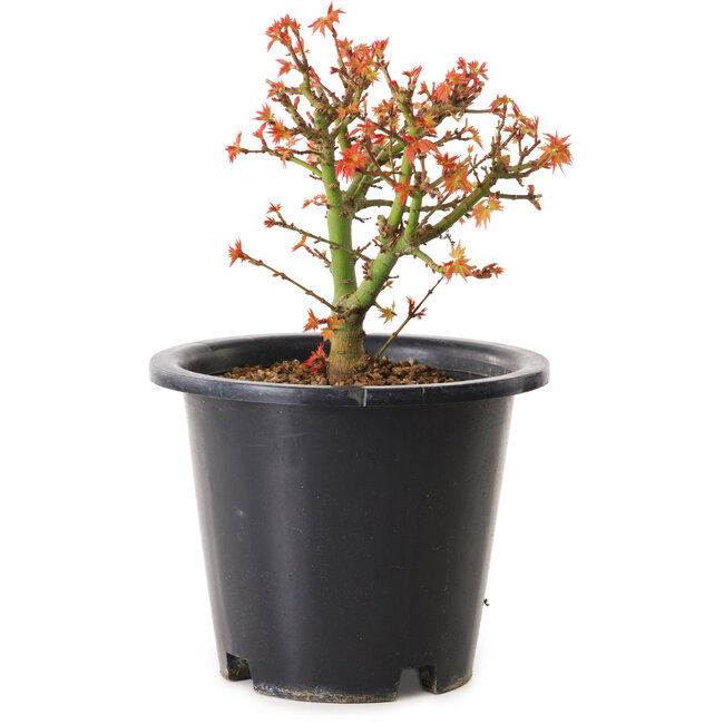 Acer palmatum Kiyohime, 15 cm, ± 8 años