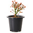 Acer palmatum Kiyohime, 15 cm, ± 8 jaar oud