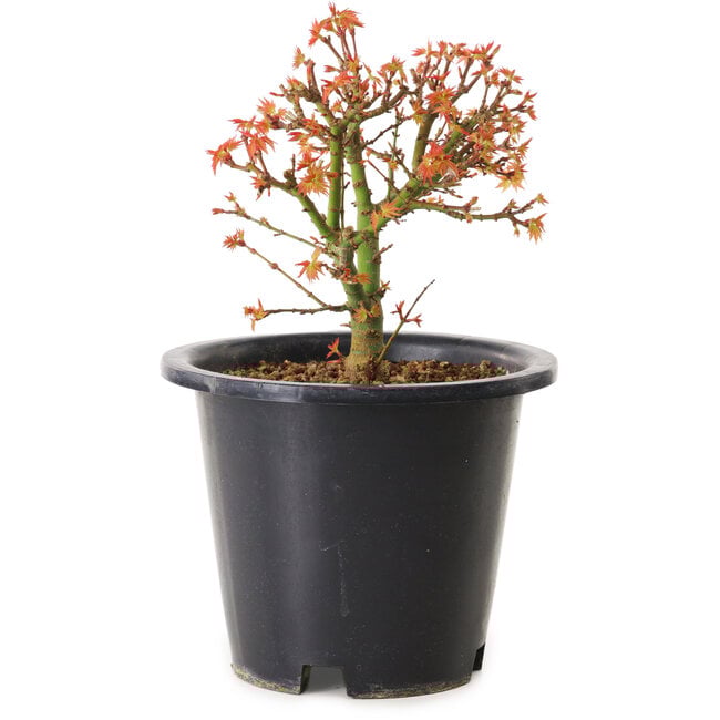 Acer palmatum Kiyohime, 15 cm, ± 8 ans