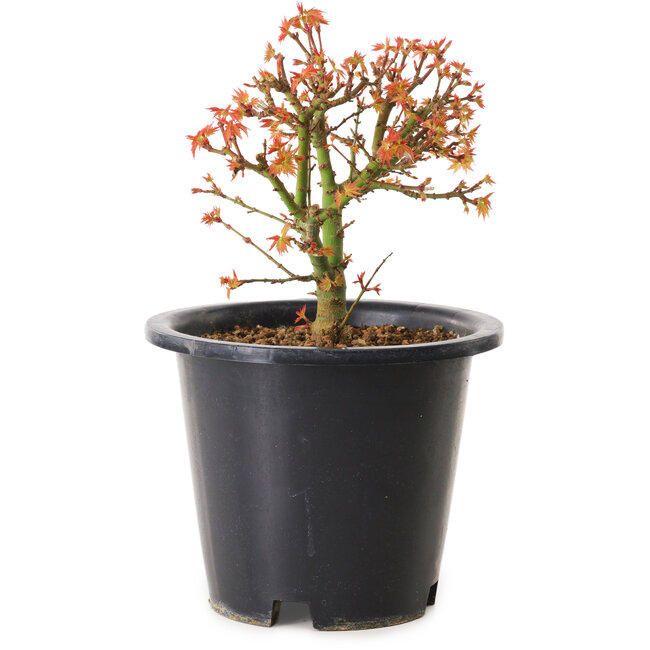 Acer palmatum Kiyohime, 15 cm, ± 8 jaar oud