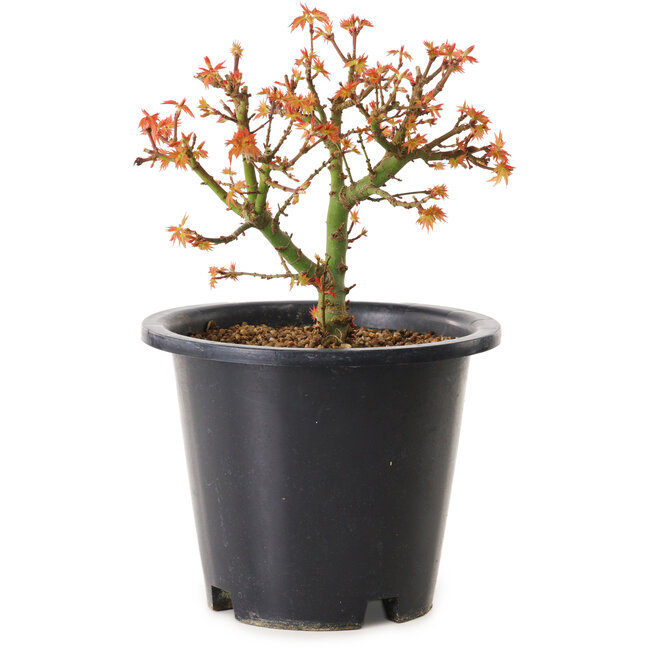Acer palmatum Kiyohime, 15 cm, ± 8 years old