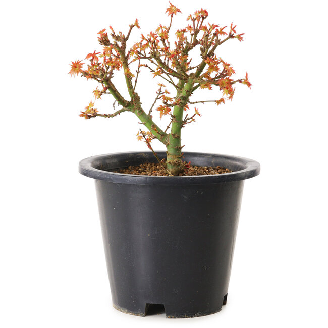 Acer palmatum Kiyohime, 15 cm, ± 8 anni