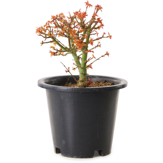 Acer palmatum Kiyohime, 15 cm, ± 8 Jahre alt